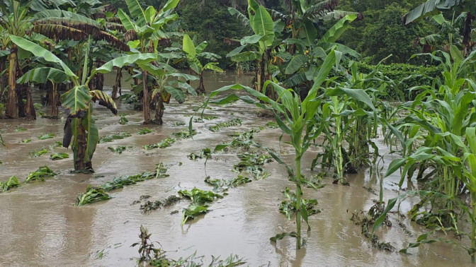 Más de 63.000 hectáreas de cultivos se han visto afectadas en Casanare por el invierno